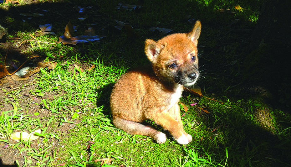 A handout picture shows a wild-born, pure Australian desert dingo called Sandy at 3 weeks of age.—AFP photos