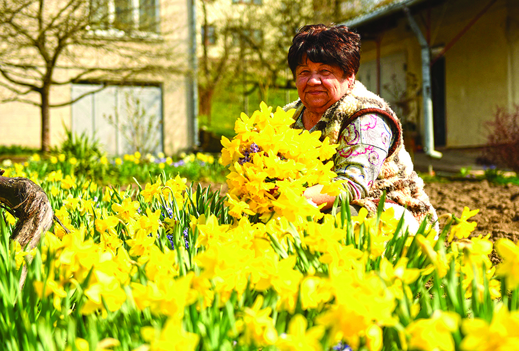 Ivanna Kuziv, a retired accountant, picks daffodils from her garden in the western Ukrainian town of Vynnyky to sell at the market in the nearby city of Lviv.—AFP photos