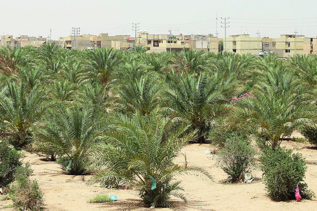 KARBALA: Picture shows a view of a palm and olive grove in the 'green belt' area of Iraq's central city of Karbala. - AFP