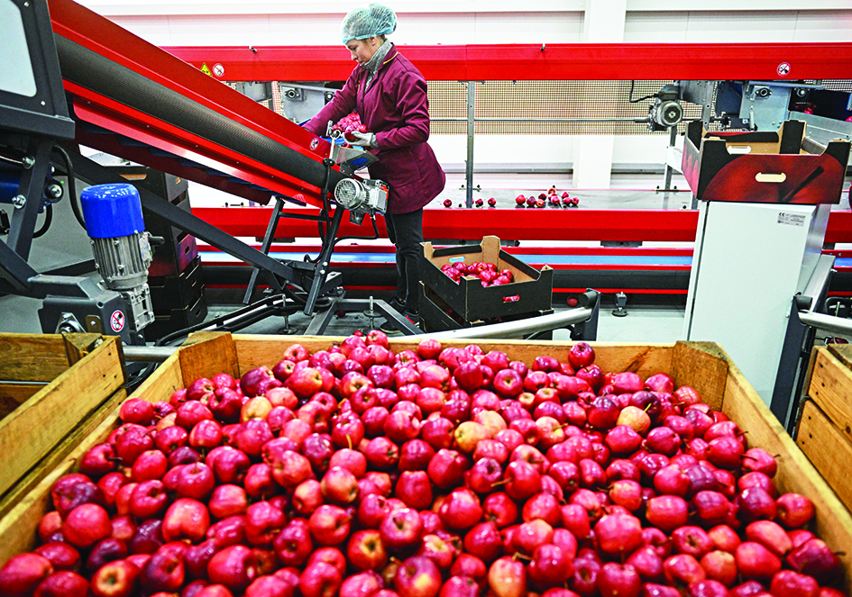 BILICENII VECHI, Moldova: A Moldovan woman works on an apple sorting line in a warehouse in Bilicenii Vechi village, northern Moldova. — AFP