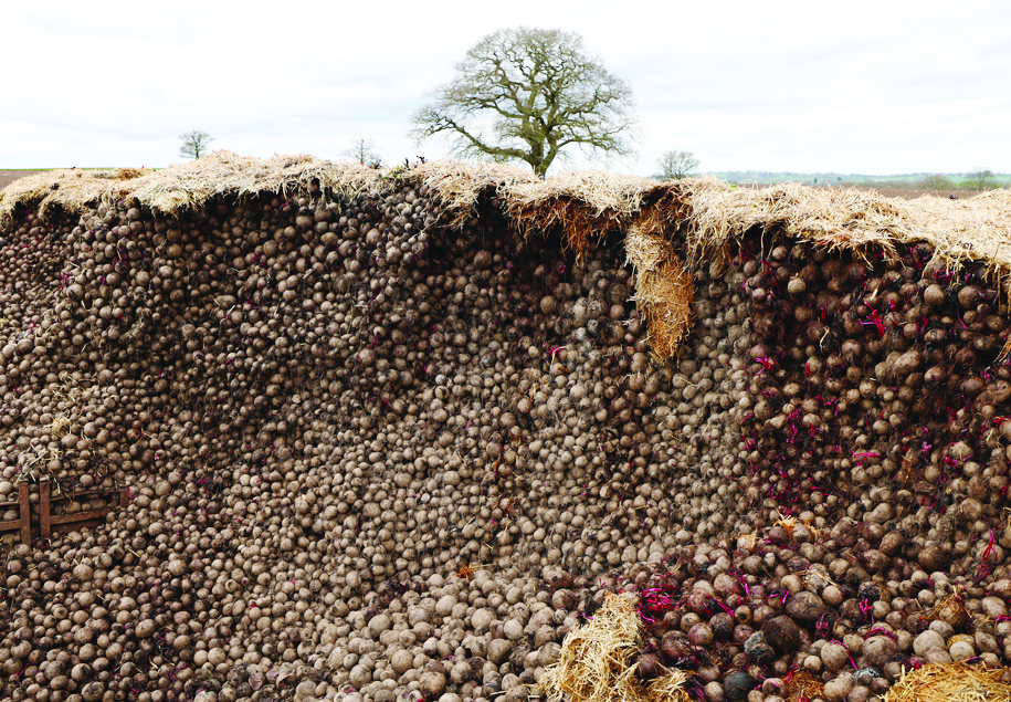PENKRIDGE, UK: Some of the five hundred tons of beetroot that is being left to rot due to a collapse in demand, is seen at Woodhall Growers in Penkridge, central England on April 14, 2022. - AFP