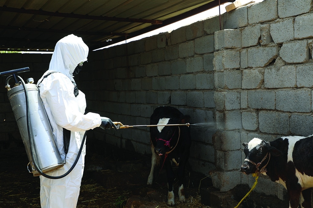 DHI QAR, Iraq: A worker from the health department disinfects calves at a small farm near a house in the village of Al-Bojari on May 25, 2022. - AFP