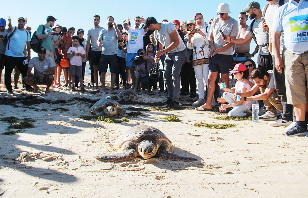 SFAX: People watch sea turtles find their way to the sea after being released on May 21, 2022. - AFP