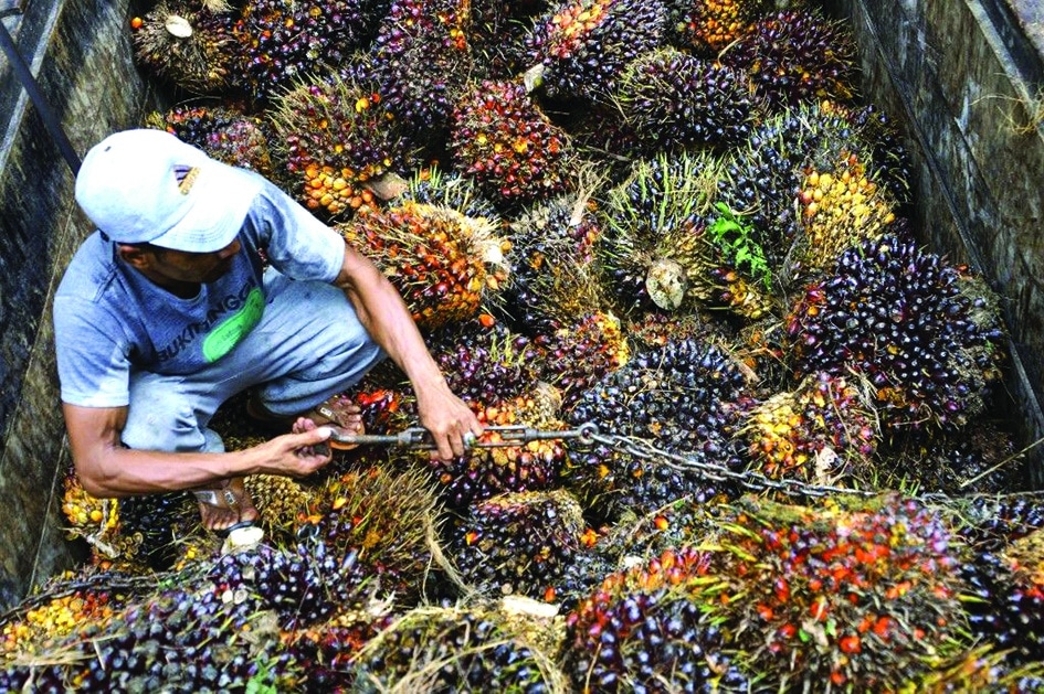 A worker loads freshly harvested palm fruits onto a truck
