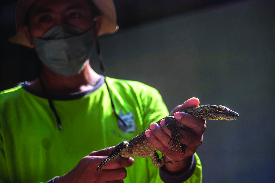A zookeeper holds a four-month-old juvenile Komodo dragon, hatched in captivity as part of a breeding program for the endangered lizard, at the Surabaya Zoo in Surabaya, East Java province. — AFP photos