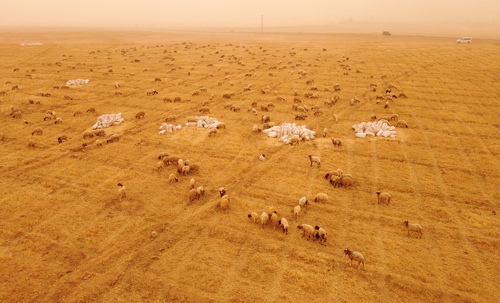 This aerial view shows sheep grazing in a dry wheat field during a sandstorm in the countryside of the city of Tabqa in Syria's Raqqa governorate.—AFP photos