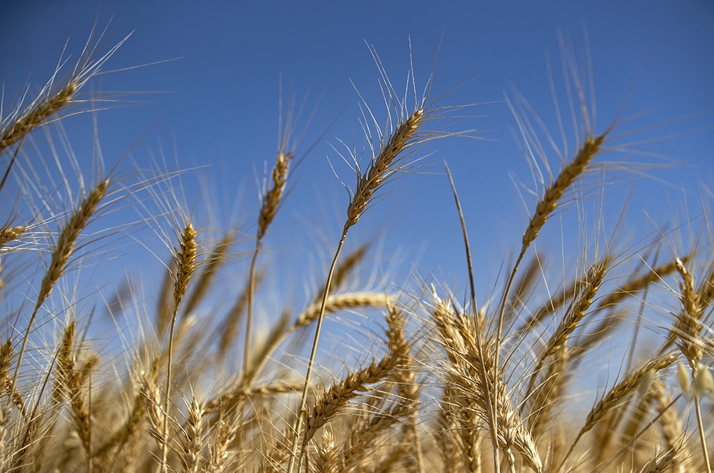This picture shows wheat that has dried ahead of the start of the harvesting season.