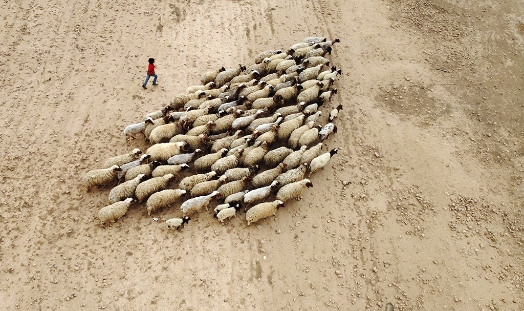 This aerial view shows a young shepherd guiding his sheep in a dry field in the countryside of the city of Tabqa in Syria's Raqqa governorate.