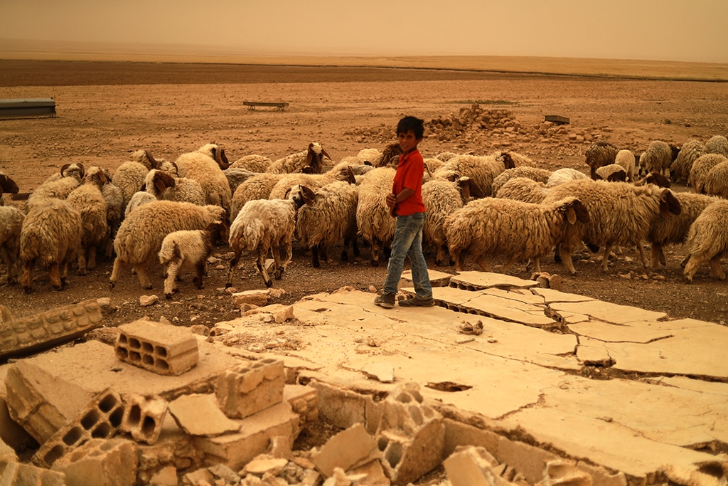 A young boy stands near sheep during a sandstorm in the countryside of Tabqa. 