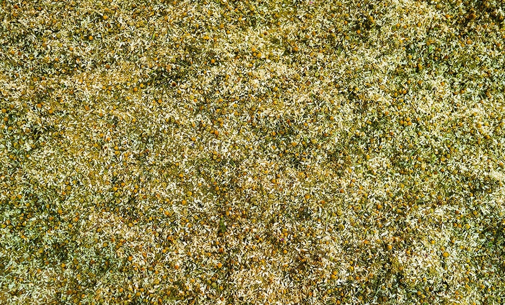 This photograph shows aromatic medicinal chamomile in the agricultural farm “The Caserma of Herbs” run by the Social Cooperative of the Dodecanese Department of Mental Health on Leros island in Greece.—AFP photos