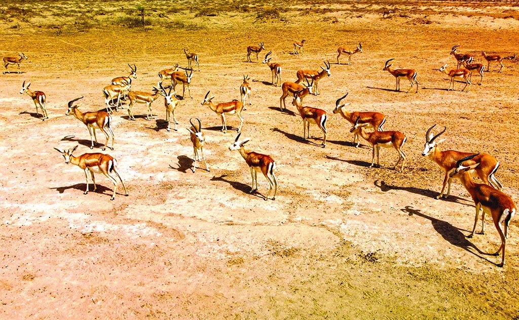 This aerial view shows Rhim gazelles grazing at the Sawa wildlife reserve in the desert of Samawa in Iraq's southern province of Al-Muthanna.-AFP photos
