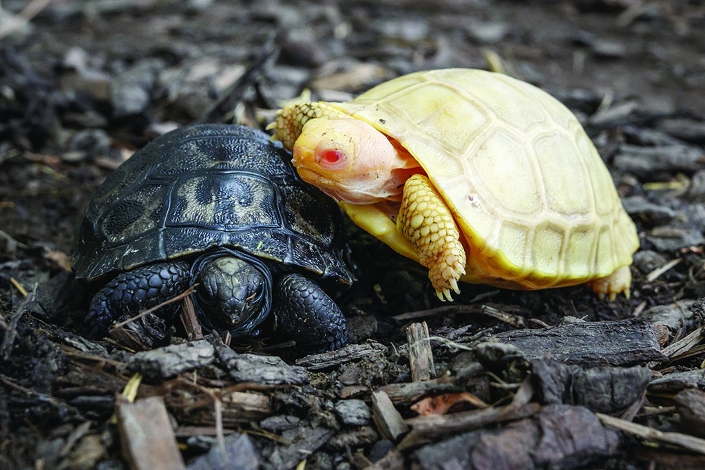 A picture shows a unique albinos Galapagos giant tortoise baby on the back of another turtle, both born in early May at the Tropicarium of Servion, western Switzerland. -AFP photos