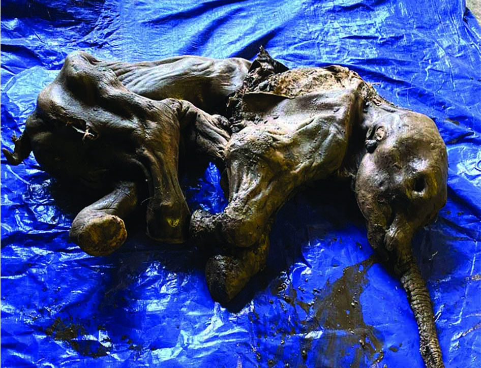 This handout image released by the Government of Yukon shows a complete baby woolly mammoth named Nun cho ga found in Yukon's Eureka Creek, south of Dawson City, Canada. — AFP