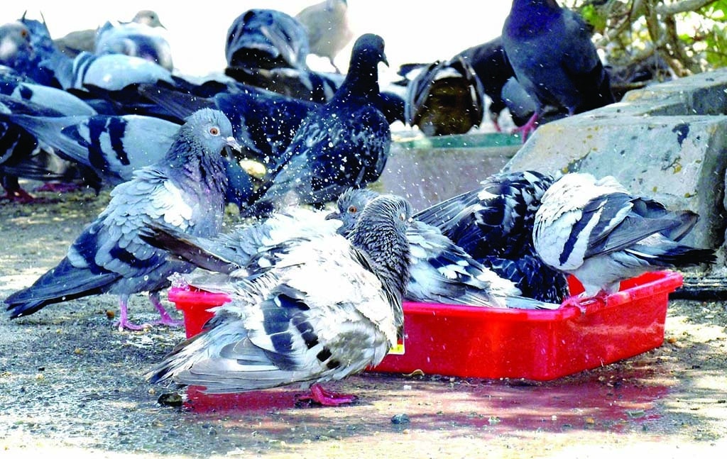 KUWAIT: Pigeons soak in water at a location in Kuwait City amid soaring heat. The temperature in Kuwait is expected to remain high throughout the week, reaching as high as 49 degrees Celsius on the weekend. - Photo by Fouad Al-Shaikh