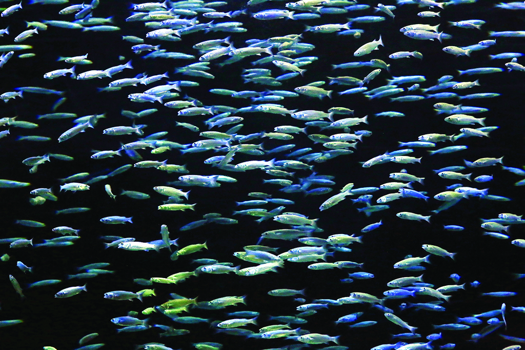 KUWAIT: A closeup picture showing fish inside a tank at The Scientific Center in Kuwait. Indoor facilities provide an escape for people looking to spend summertime activities away from the scorching heat. - Photo by Yasser Al-Zayyat