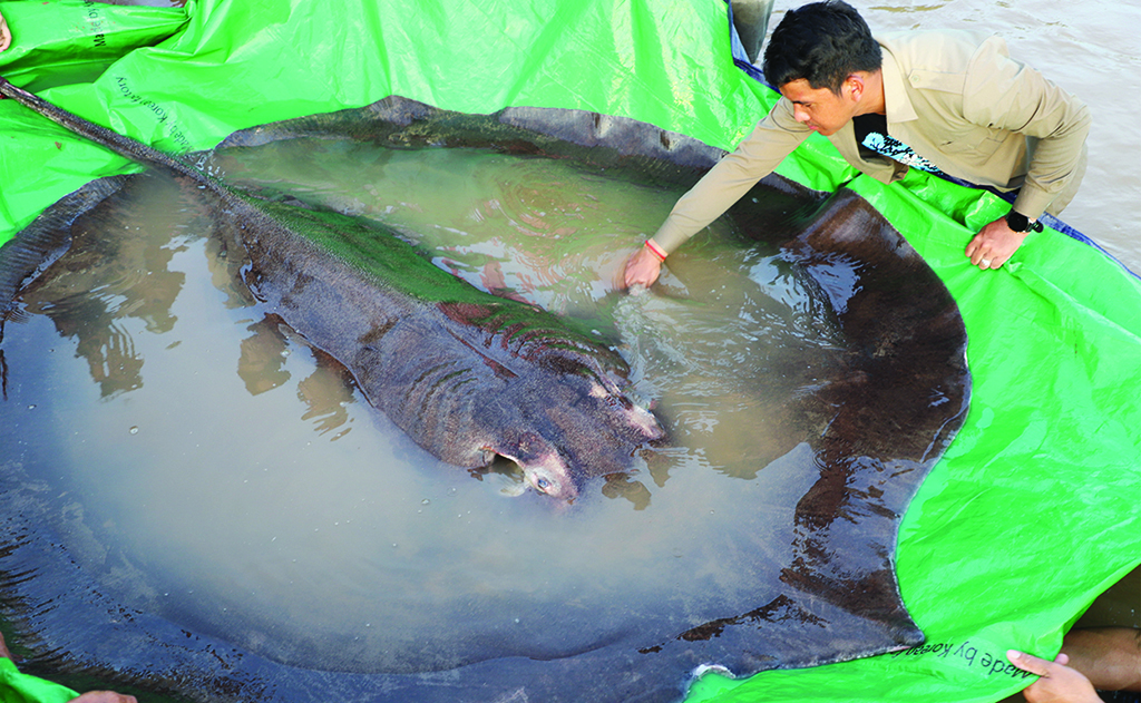 This handout photo taken on June 14, 2022 shows a 300-kg giant freshwater stingray that was caught and released in the Mekong River in Cambodia's Stung Treng province. - AFP