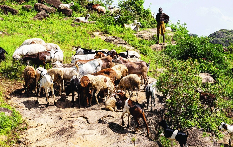 LOMUSIAN, Uganda: A boy looks on as goats grazing in Lomusian, Karamoja region, Uganda. More than half a million people are going hungry in the Karamoja region of Uganda, some 40 percent of the overall population eking out survival in an often-overlooked region between South Sudan and Kenya. - AFP