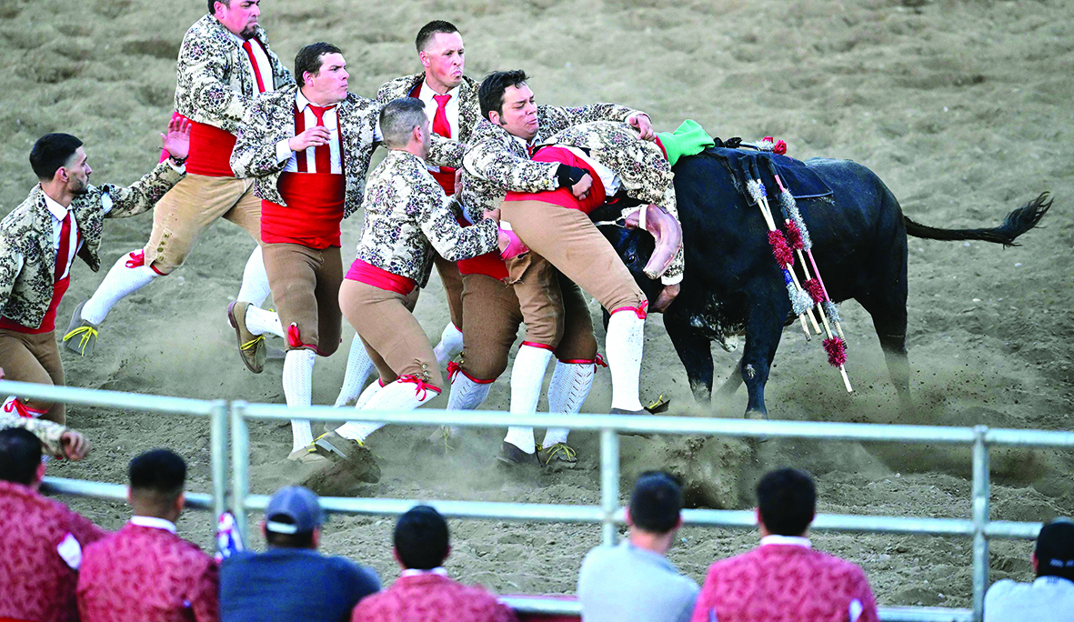 A team of Forcados attempt to grab the bull's head with bare hands during Portuguese-style bloodless bullfights hosted by the Turlock Pentecost Association at the Stanislaus County Fairgrounds in Turlock, California.-AFP photos