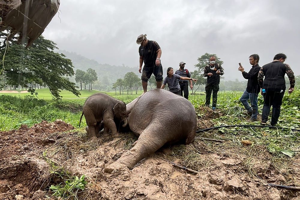 The infant elephant stands next to a sedated adult elephant, following a rescue operation to recover the younger elephant after it fell into a hole, in Nakhon Nayok province in central Thailand. - AFP