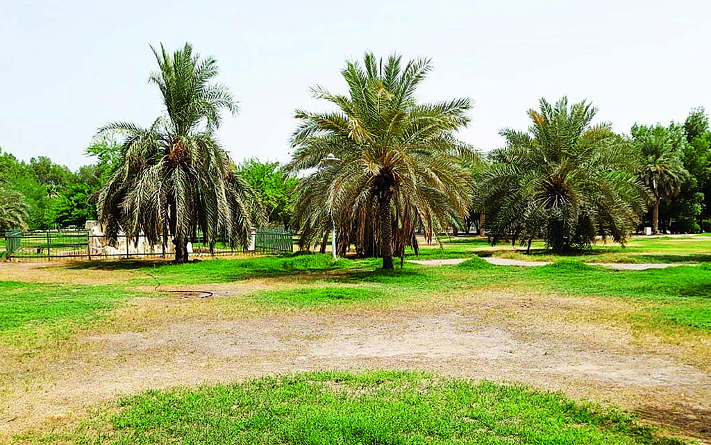 KUWAIT: Palm trees at the Salmiya Park. - Photo by Fouad Al-Shaikh