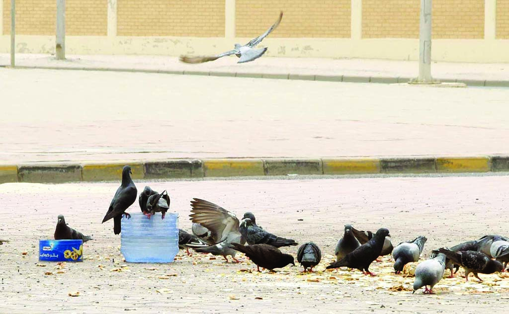 KUWAIT: Pigeons drink water and feed on breadcrumbs left on the side of a road in Kuwait. - Photo by Fouad Al-Shaikh