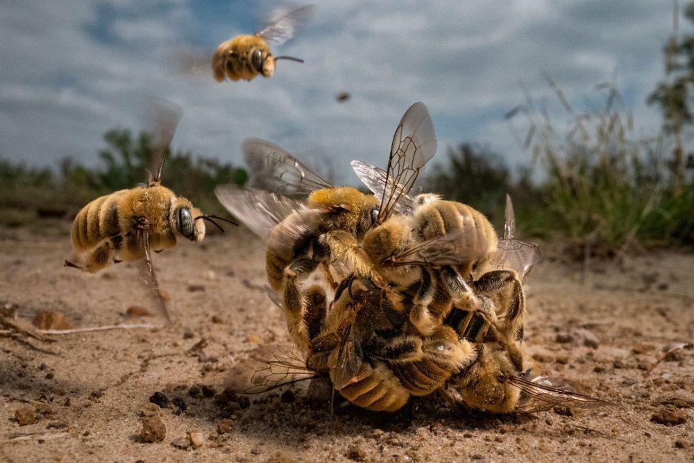 The image captured in South Texas shows cactus bees (Diadasia rinconis) in a rare and intimate moment as they swarm into a mating ball for a chance to mate with one female bee.