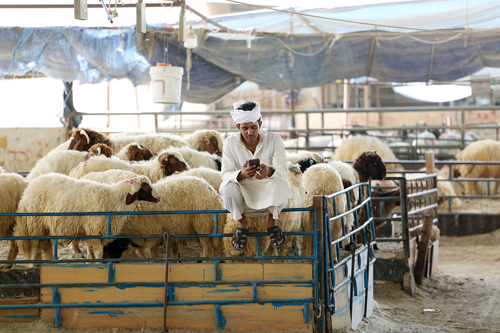A sheep vendor waits for customers on a road in Kuwait City on July 4, 2022. During the Muslim ceremony of Eid al-Adha, or Feast of the Sacrifice, which marks the culmination of the Hajj pilgrimage, worshippers sacrifice an animal, generally a sheep, in remembrance of Abraham's readiness to sacrifice his son to God.