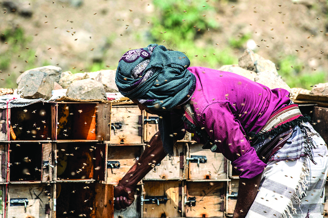 TAEZ, Yemen: A Yemeni beekeeper checks his beehives at a farm in Yemen's third city of Taez, on June 28, 2022. Experts consider Yemeni honey as one of the best in the world, including the prized Royal Sidr known for its therapeutic properties. - AFP