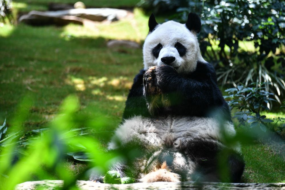 In this file photo giant panda An An eats snacks in his enclosure at the currently closed local theme park Ocean Park in Hong Kong.—AFPnn