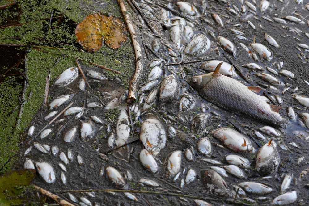 GERMANY : Dead fish are pictured on the banks of the river Oder in Schwedt, eastern Germany, after a massive fish kill was discovered in the river in the eastern federal state of Brandenburg, close to the border with Poland.—AFP 