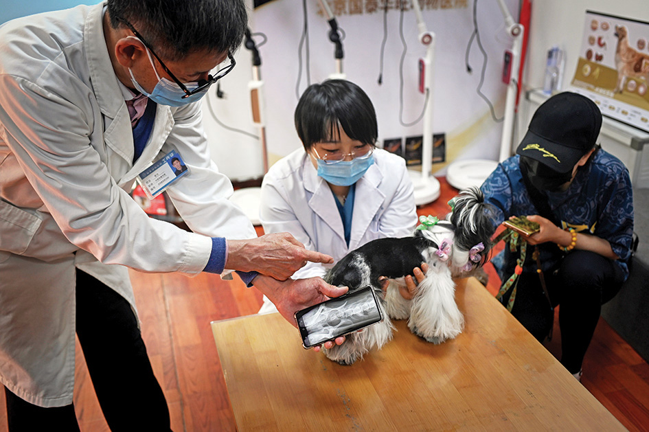 This picture shows veterinarian Li Wen (left) checking an X-ray snapshot on his mobile phone as he prepares to have acupuncture for a dog at an animal clinic in Beijing.