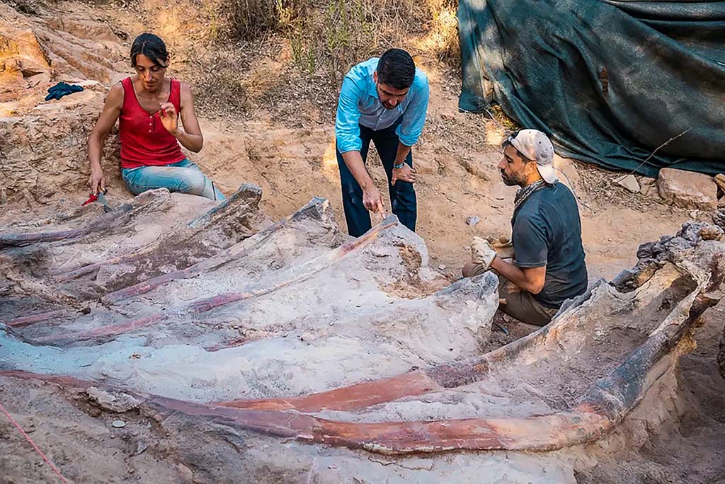 In this undated handout photograph palaeontologists work on the extraction of part of the fossilized skeleton of a large sauropod dinosaur, at the Monte Agudo paleontological site in Pombal, central Portugal.—AFP