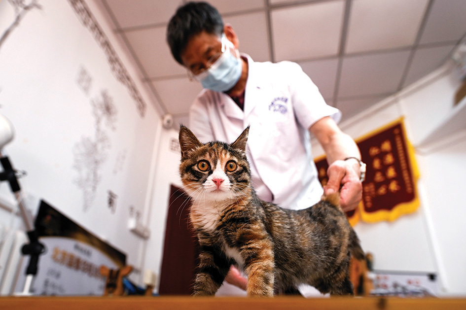 A model of human body acupuncture points and moxibustion at an animal clinic in Beijing.