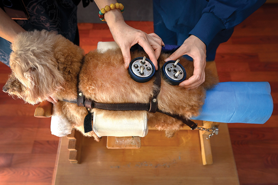 Veterinarian Li Wen showing a dog acupuncture point graphic at an animal clinic in Beijing.
