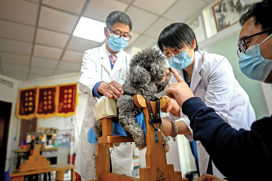 A dog receiving moxibustion treatment at an animal clinic in Beijing.