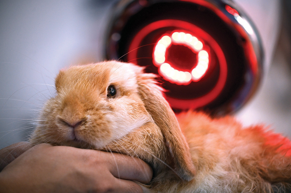 A rabbit receiving infrared therapy at an animal clinic in Beijing.