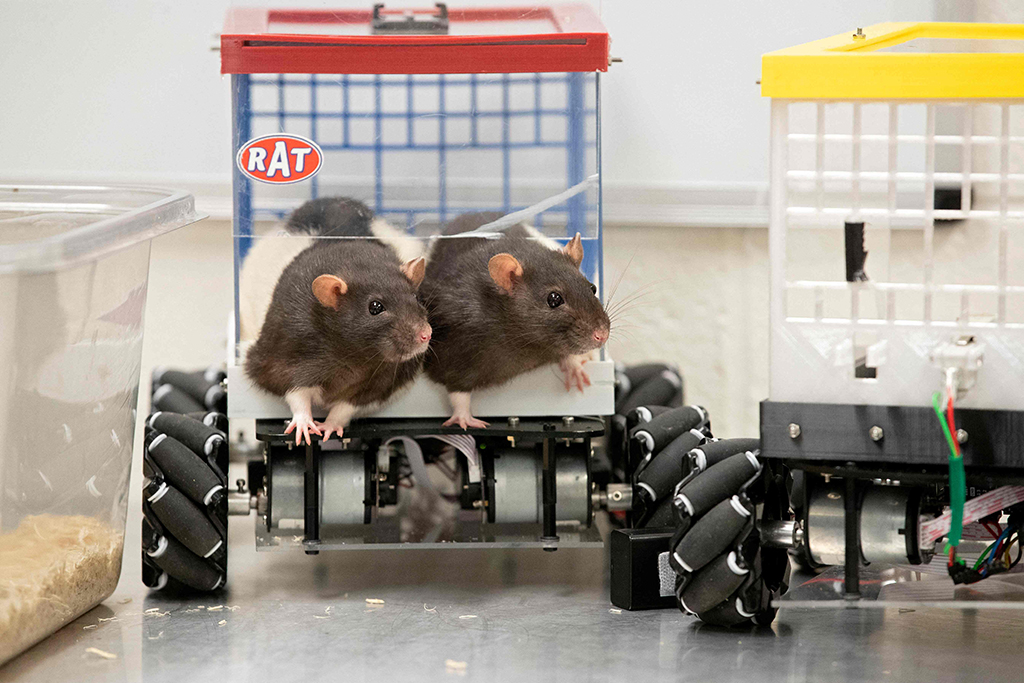 Rats climb around their car as part of a study at the University of Richmond in Richmond, Virginia.—AFP photos