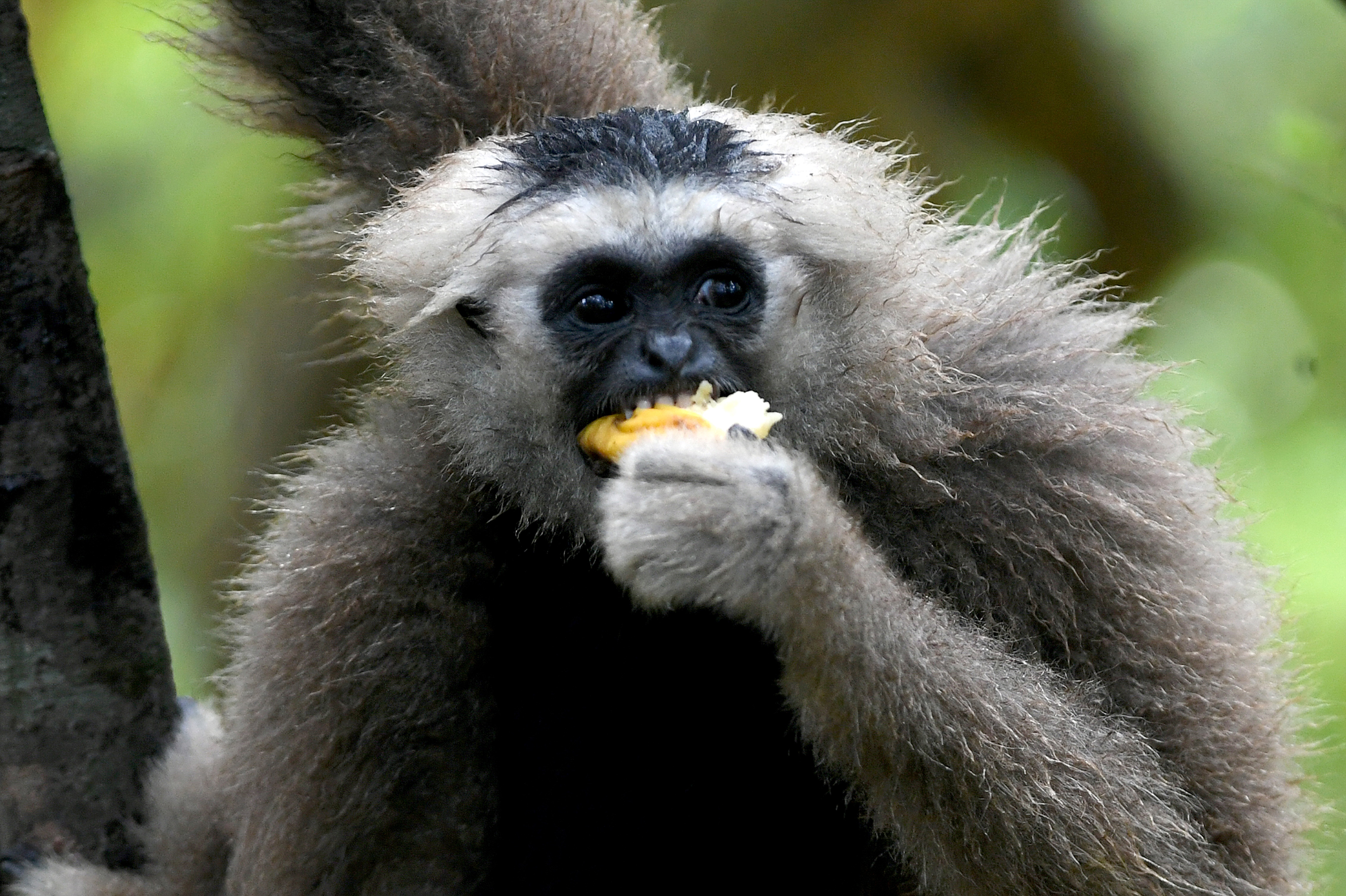 This photo shows a gibbon eating fruit in a tree in the forest at Angkor Park in Siem Reap province. n