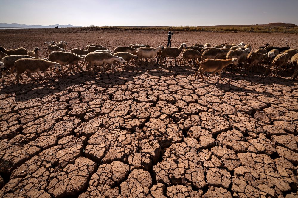 OULED ESSI MASSEOUD, Morocco: A herd of sheep walk over cracked earth at Al-Massira dam in Ouled Essi Masseoud village, some 140 kilometers (85 miles) south from Morocco's economic capital Casablanca  amidst the country's worst drought in at least four decades. -- AFP