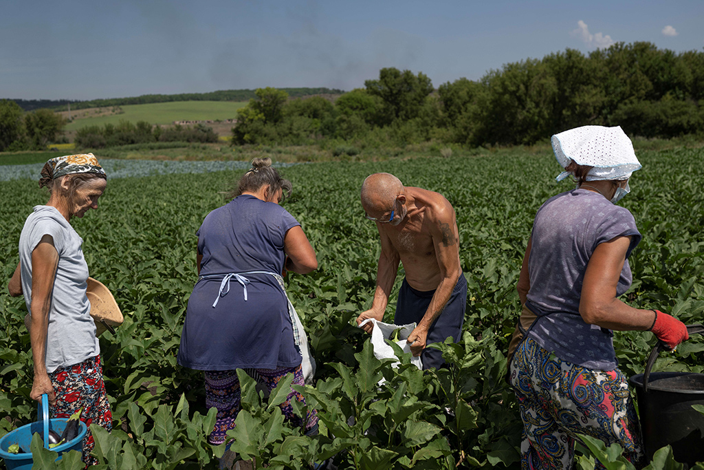 Farmers are at work to collect eggplants some kilometers away from the frontline in Donbass region on August 10, 2022, amid the Russian invasion of Ukraine. – AFP