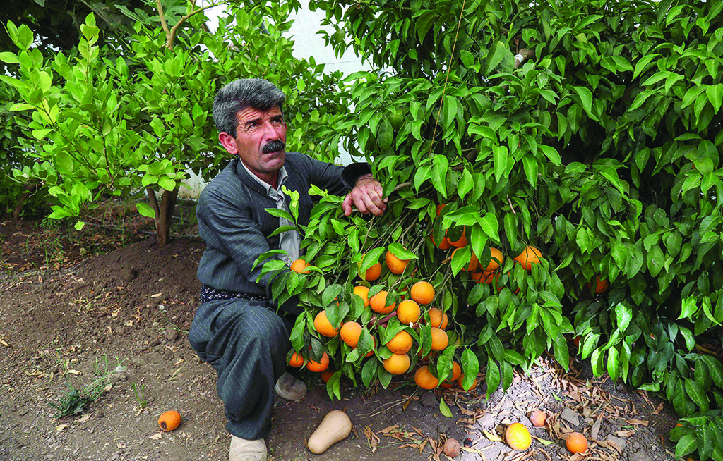 HALABJA: Iraqi Kurdish farmer Azad Muhamad, known as the Halabja model farmer, displays organic fresh produce at his farm near the Kurdish Iraqi town of Halabja.- AFP