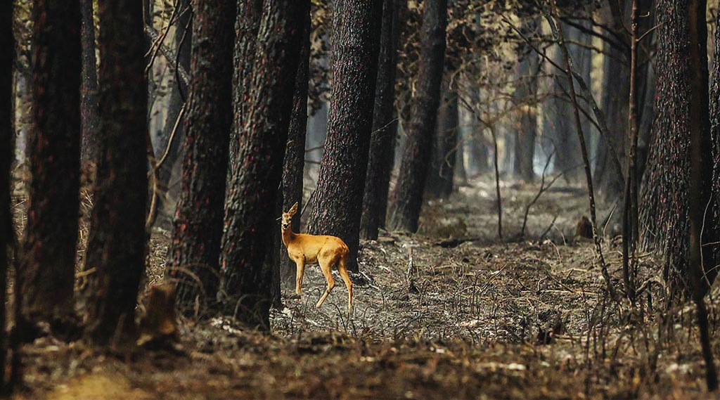 BELIN-BELIET, France: A doe looks on in a burnt forest following a fire in South Gironde on Aug 13, 2022. – AFP