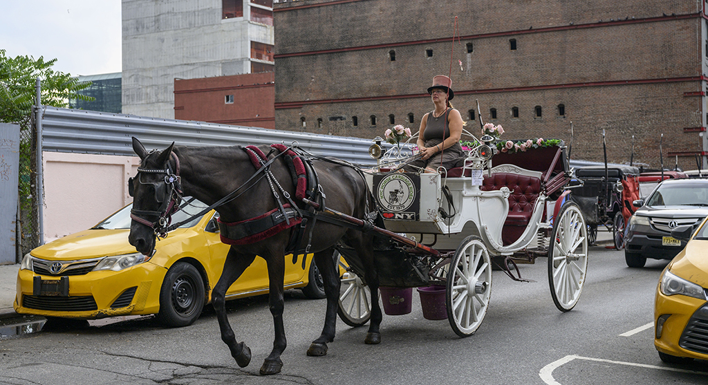 Horse-Drawn carriage driver Christina Hansen rides her carriage through the borough of Manhattan.- AFP photos