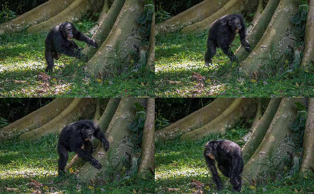 This handout combination of undated photographs released by University of St Andrews shows a chimpanzee drumming on a tree in Uganda’s Budongo Forest. Chimpanzees drummers puff out their chests and let out a guttural yell before stepping up to their kits and furiously pounding out their signature beat so that everyone can tell who is playing.— AFP