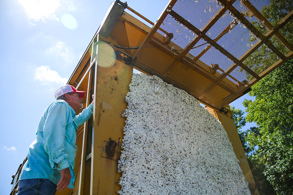 WAXAHACHIE, US: Fourth-generation farmer Steve Patman opens the door to a cotton module builder after harvesting the crop from a 140 acre field in Ellis County, near Waxahatchie, Texas, on September 19, 2022. – AFP
