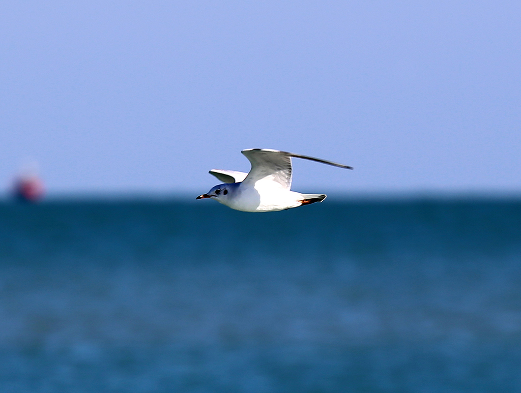 KUWAIT: A seagull takes flight across the Kuwait Bay. – Photo by Yasser Al-Zayyat