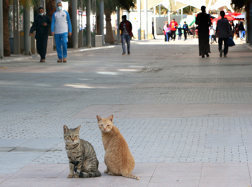 KUWAIT: Cats pose for a kerb-side picture in Mubarakiya Street. – Photo by Yasser Al-Zayat.