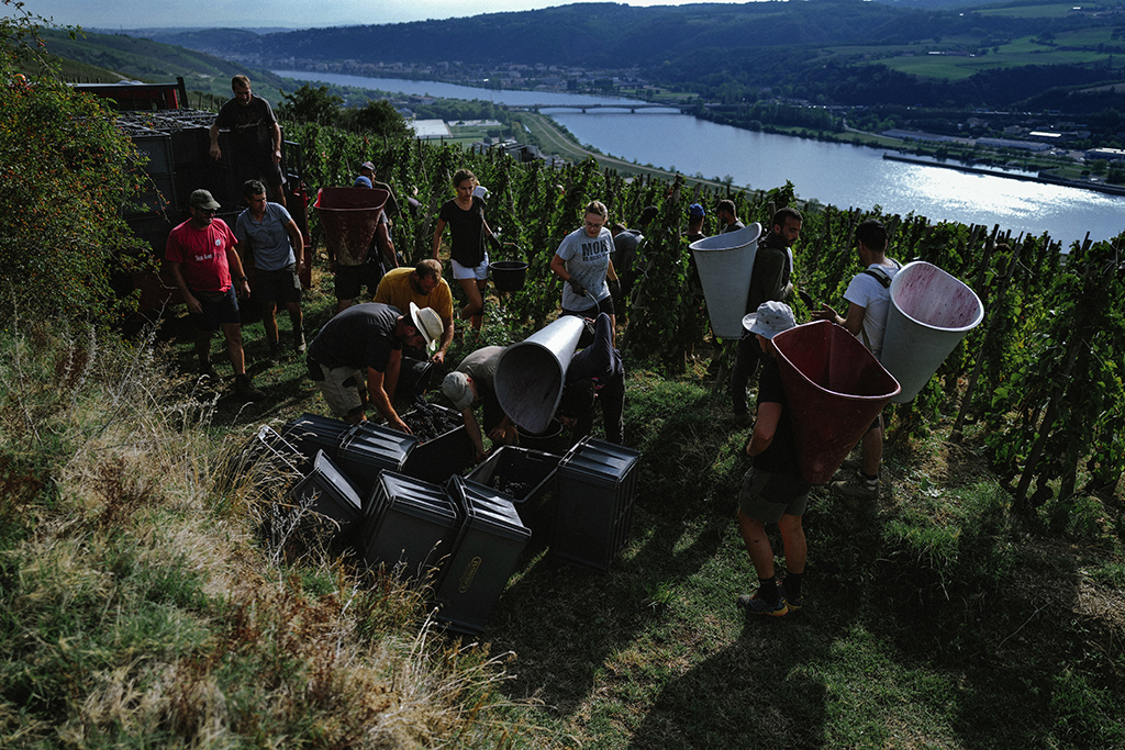 AMPUIS: Grape pickers participate in the wine harvest in the Domaine Guigal on the first days of the harvest of Cote-Rotie near Vienne in the northern Rhone wine region, in Ampuis, eastern France.- AFP