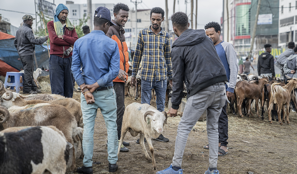 ADDIS ABABA: Shepherds sell their livestock at a market during Enkutatash, the Ethiopian New Year holiday in Addis Ababa, Ethiopia, on September 11, 2022. - AFP