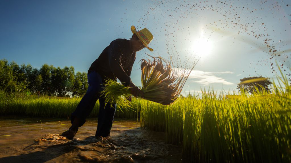 MANILA: The Asian Development Bank (ADB) on Tuesday announced plans to provide at least $14 billion over 2022–2025 in a comprehensive program of support to ease a worsening food crisis in Asia and the Pacific.